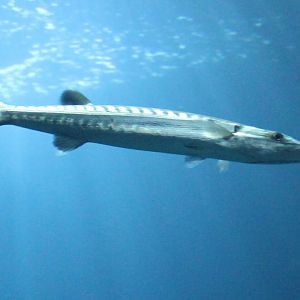 Great Barracuda (Sphyraena barracuda)