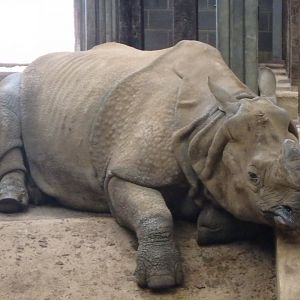 Great indian rhinoceros