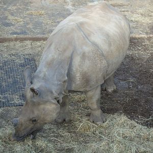 Great indian rhinoceros