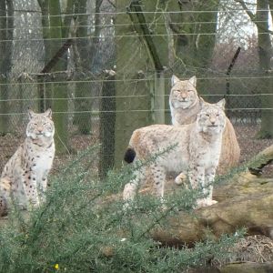 Eurasian lynx