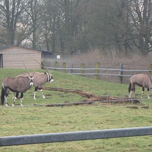 Gemsbok
