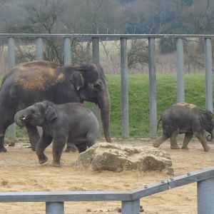 Asian elephants