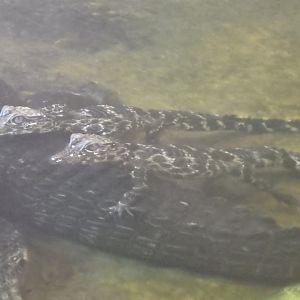 Baby dwarf crocodiles