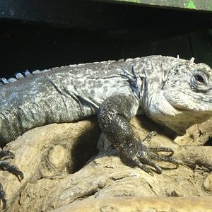 Utila black iguana