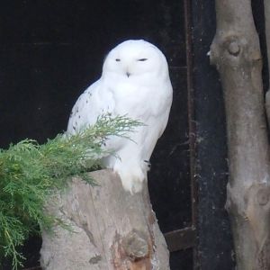 Snowy owl
