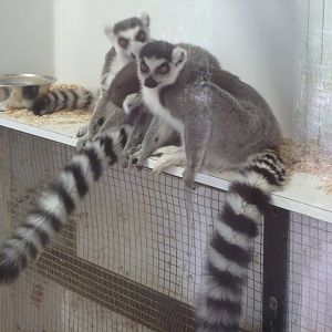 Ring-tailed lemurs
