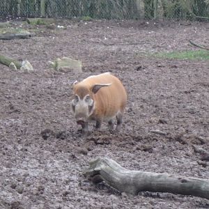 Red river hog