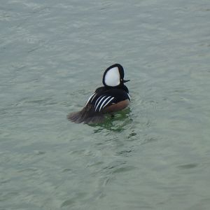 Hooded merganser