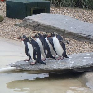 Rockhopper penguins
