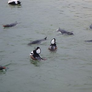 Rockhopper penguins and hooded mergansers