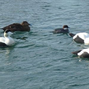 Common eiders and a smew