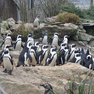 Black-footed penguins