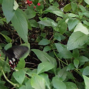 Common mormon butterfly