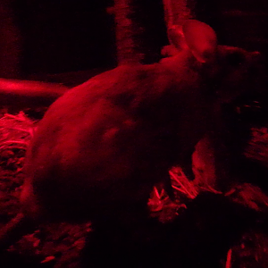 Malagasy giant jumping rat