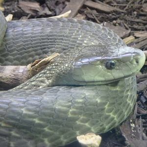 Black mamba