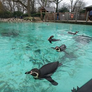 Humboldt penguins