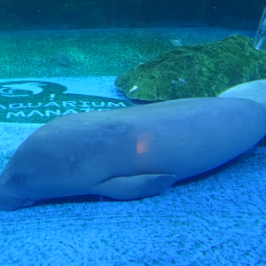 COEX Aquarium - July 2016