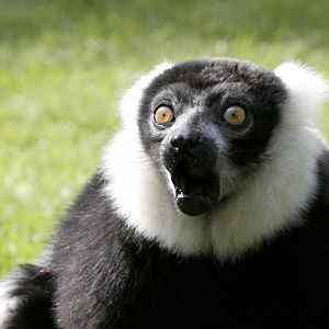 Yorkshire Wildlife Park 04/04/09