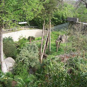 Kimberly Clark Chimpanzee Forest