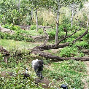 Gorilla Habitat