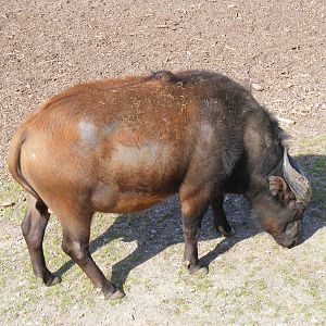 Donald the Congo Buffalo in Heart of Africa exhibit at Marwell Wildlife, 5