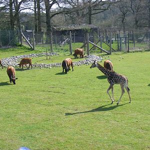 Tiye the giraffe calf and Congo buffaloes in paddock at Marwell Wildlife, 5
