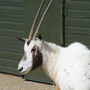 Chloe or Heidi the Arabian oryx at Marwell Wildlife, 5 April 2009