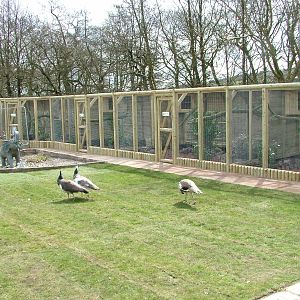 New Pheasant aviaries at Blackbrook Apr 09