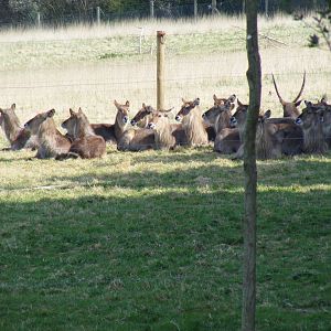 Ellipsen Waterbucks in African Valley field at Marwell Wildlife, 5 April 20