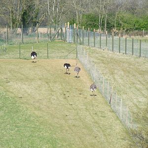 Ostriches in African Valley field at Marwell Wildlife, 5 April 2009