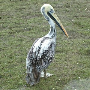 Brown Pelican at Blackbrook Apr 09