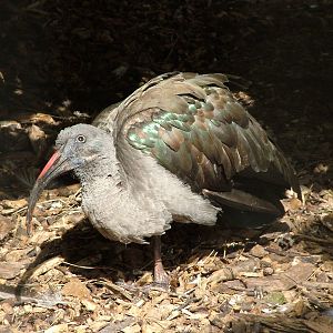 Hadada Ibis at Blackbrook Apr 09