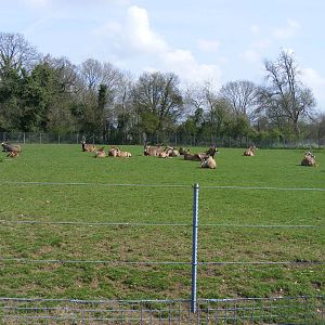 Roan Antelopes at Marwell Wildlife, 5 April 2009