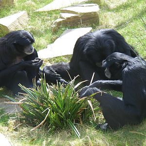 Siamang Gibbons in Life in the Trees exhibit at Marwell Wildlife, 5 April 2