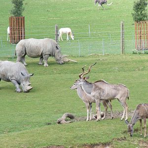 Greater Kudus and White Rhinos at Marwell Wildlife, 5 April 2009