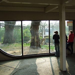 Asiatic Lion exhibit, Lion Terraces