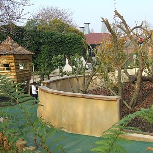 Brown-nosed Coati exhibit, Tree Top Zone, Ambika Paul Children's Zoo, Anima
