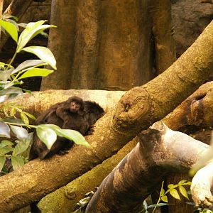 Goeldi's Monkey baby