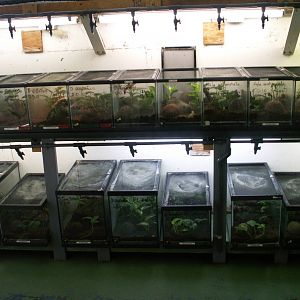 Behind the scenes amphibians collection and breeding