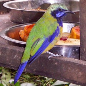 Hardwick's Leafbird (Chloropsis hardwickii)
