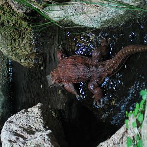 Tuatara - September 2005