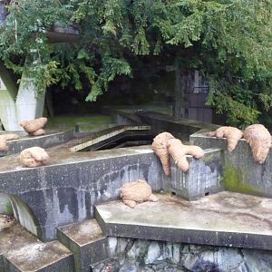 Empty Polar Bear Exhibit