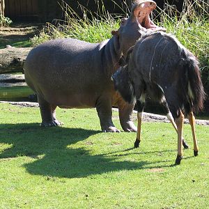 Nyala and hippo / Berlin zoo / September 2005