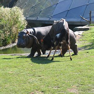 Nyala and hippo / Berlin zoo / September 2005