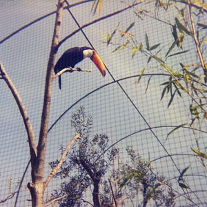 Toco toucan - Parc de les Aus