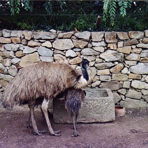 Emu - Parc de les Aus