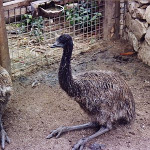 Emu - Parc de les Aus
