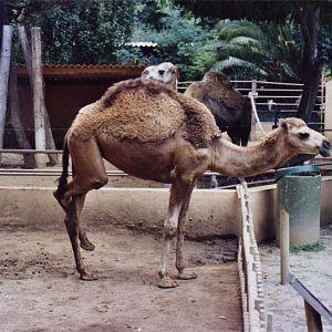 Dromedary camel - Parc de les Aus