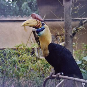 Sulawesi Hornbill - Parc de les Aus