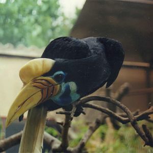 Sulawesi Hornbill - Parc de les Aus
